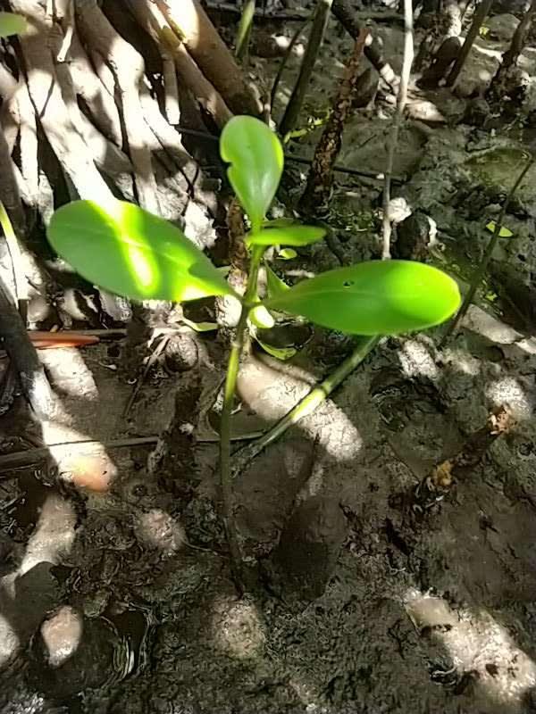 tree image
