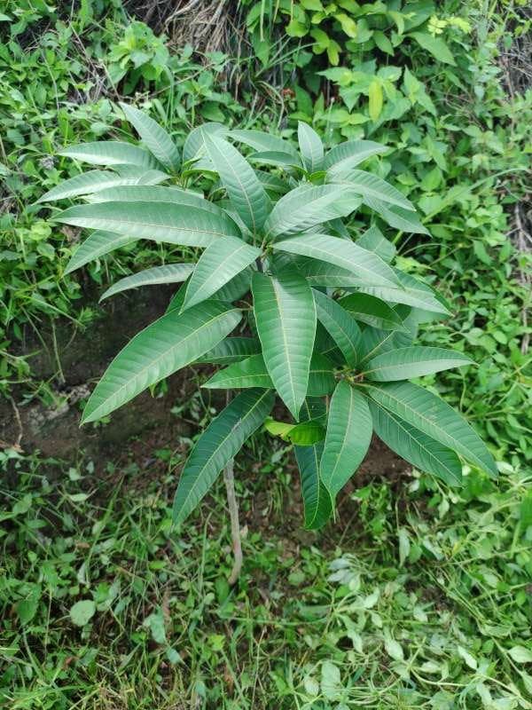 tree image