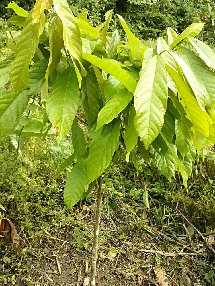 tree image