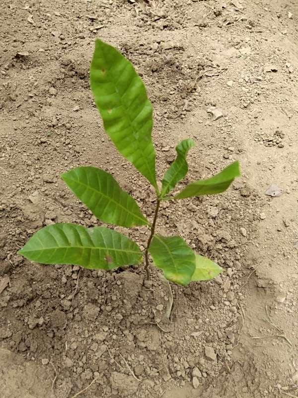 tree image