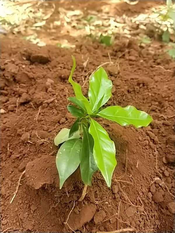 tree image