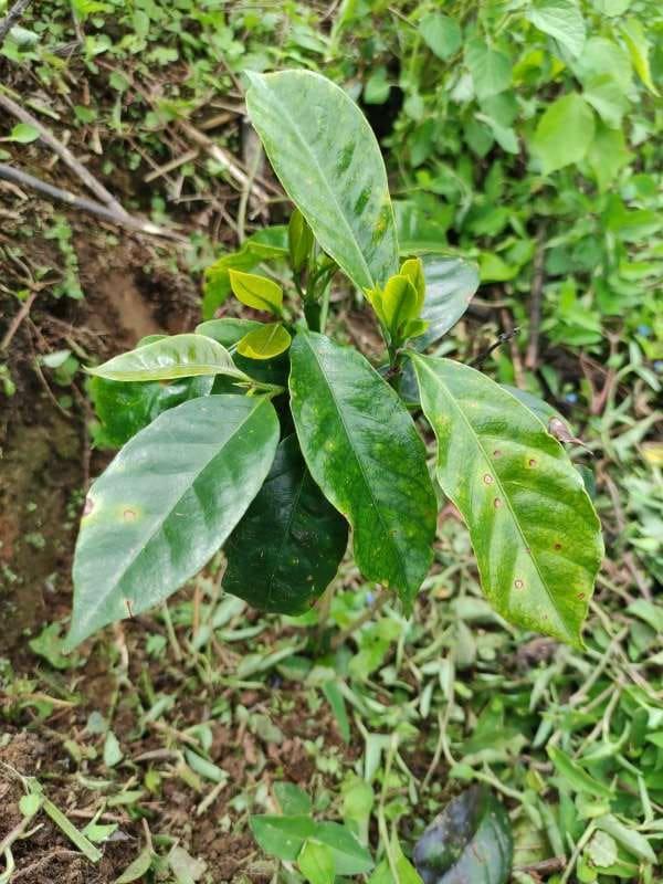 tree image