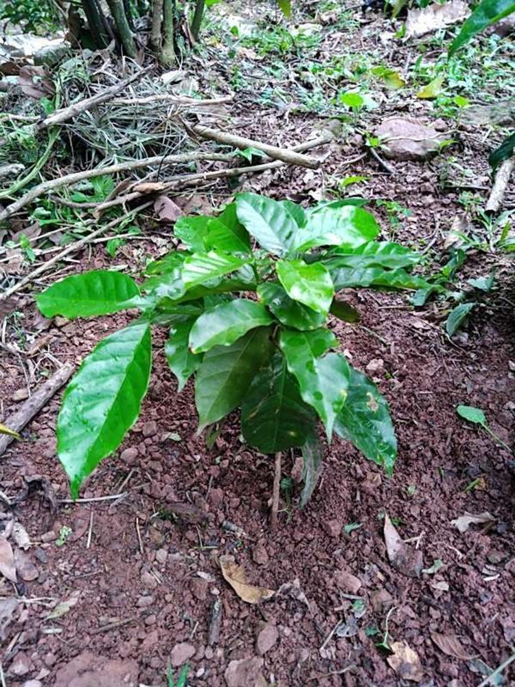 tree image