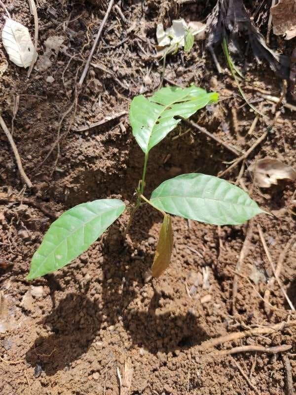 tree image