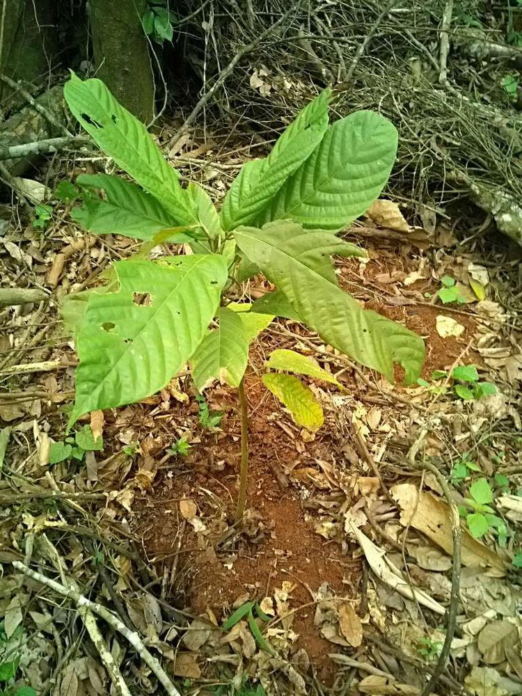 tree image