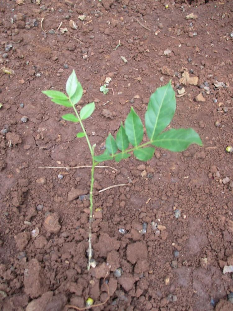 tree image