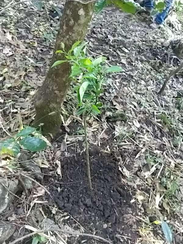 tree image