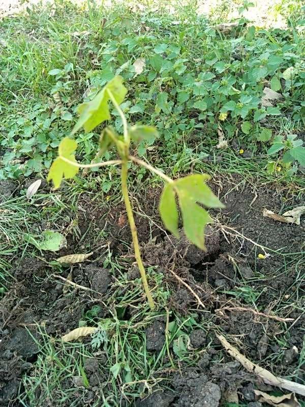 tree image