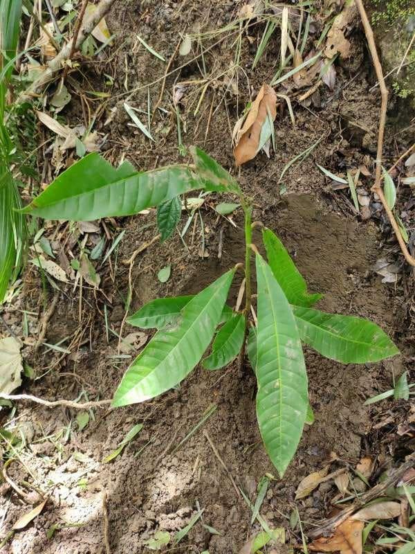 tree image