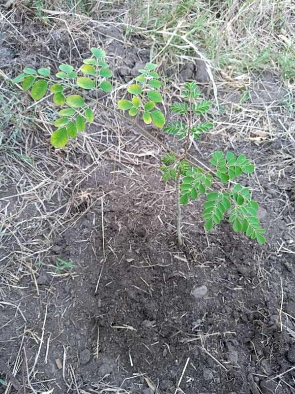 tree image