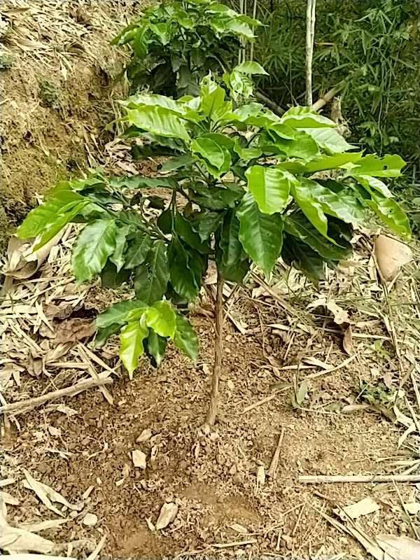 tree image