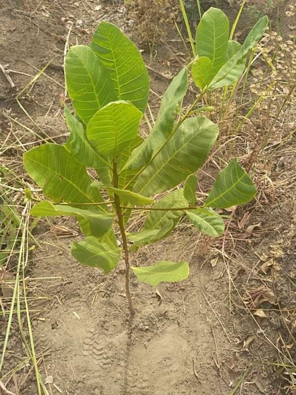 tree image