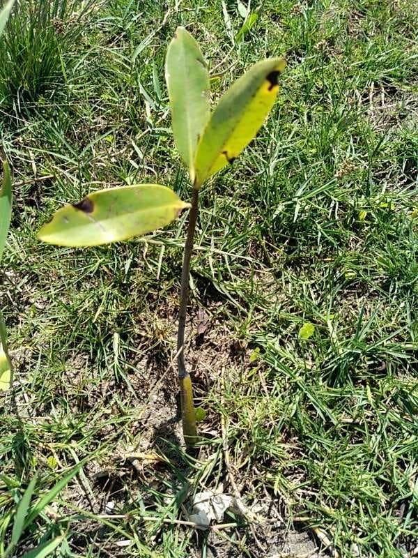 tree image