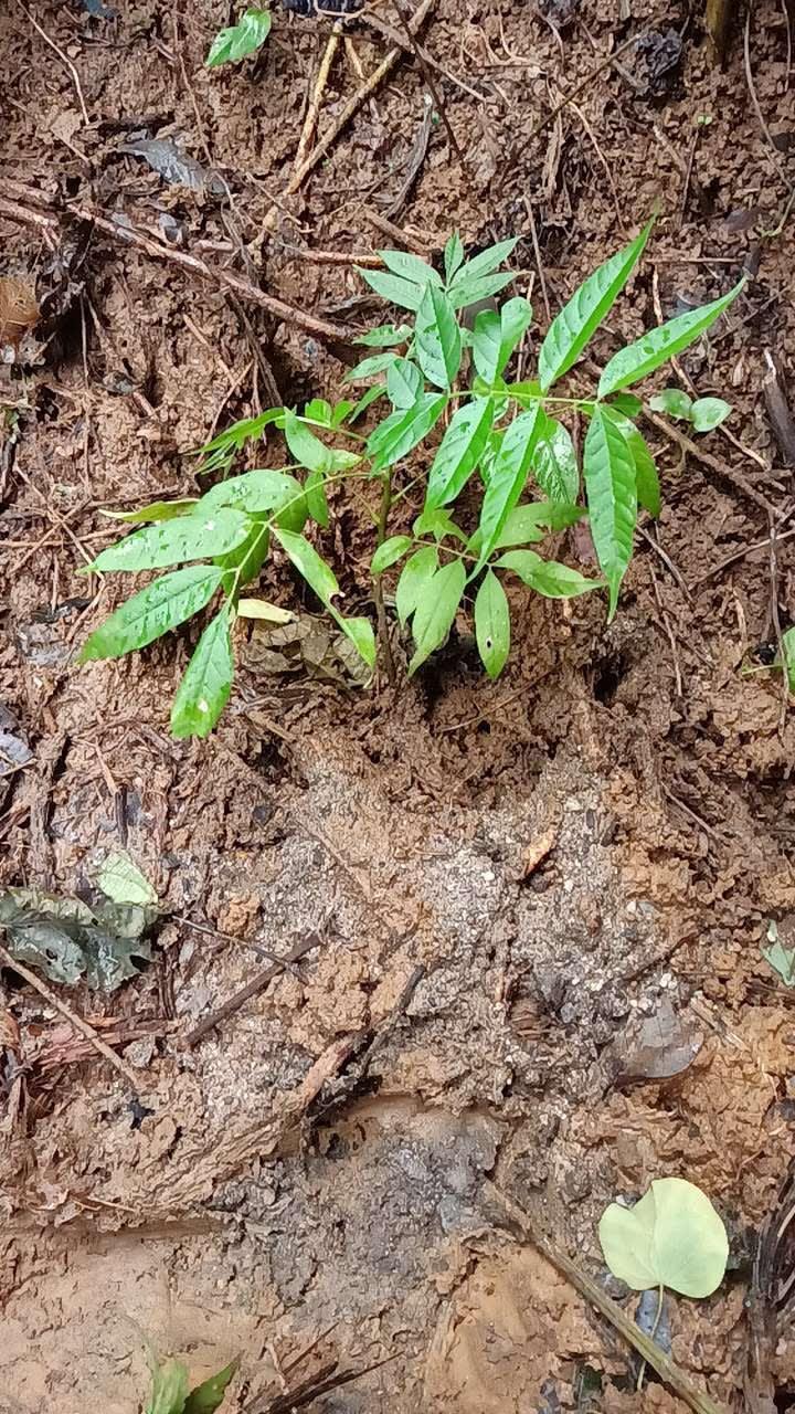 tree image