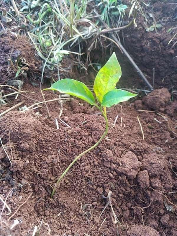tree image