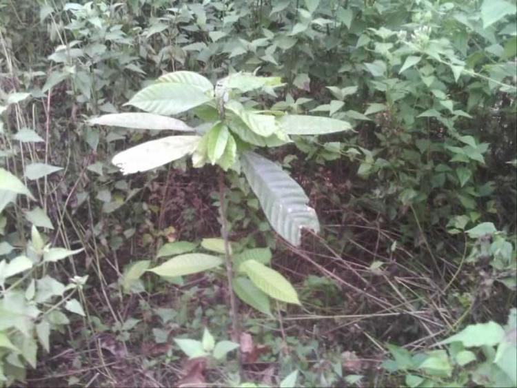 tree image