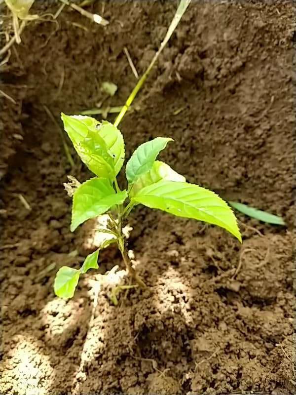tree image