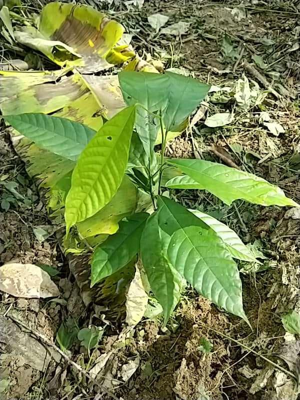 tree image