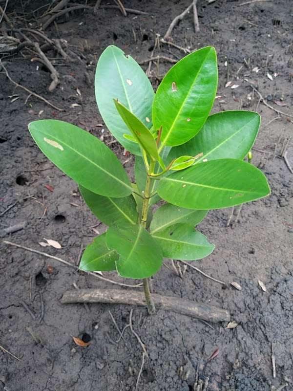 tree image