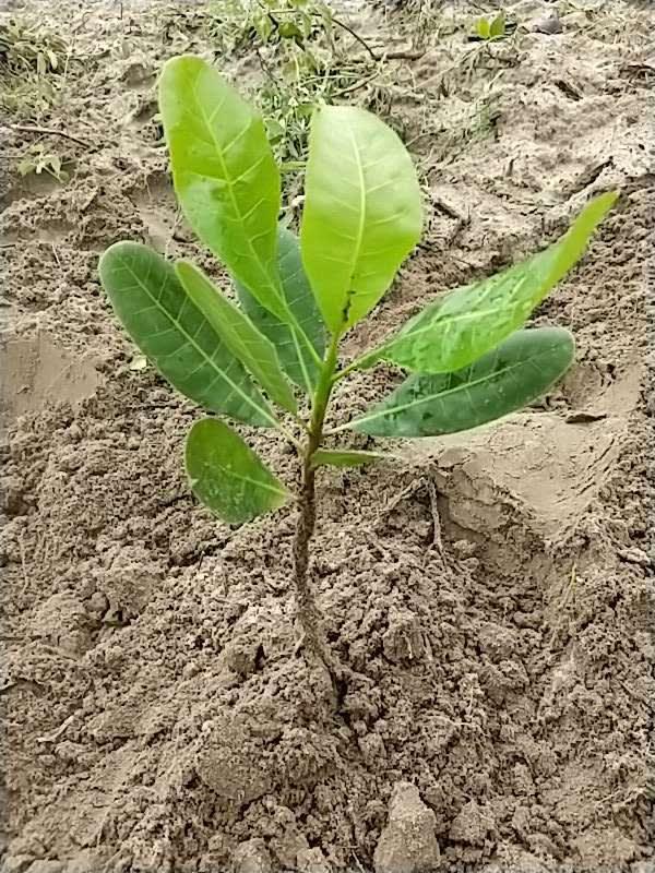tree image