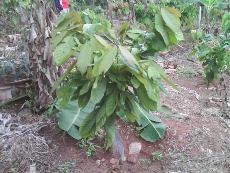 tree image