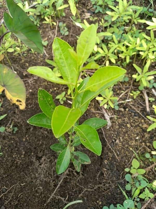 tree image