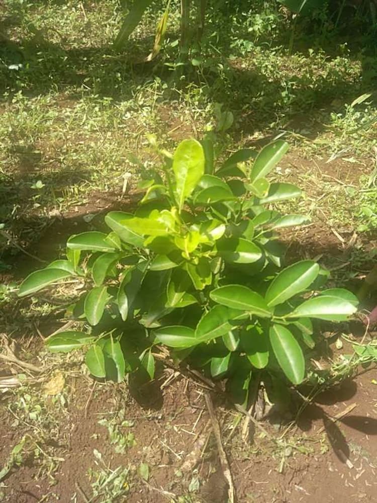 tree image