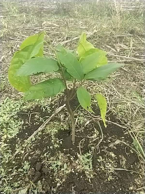 tree image