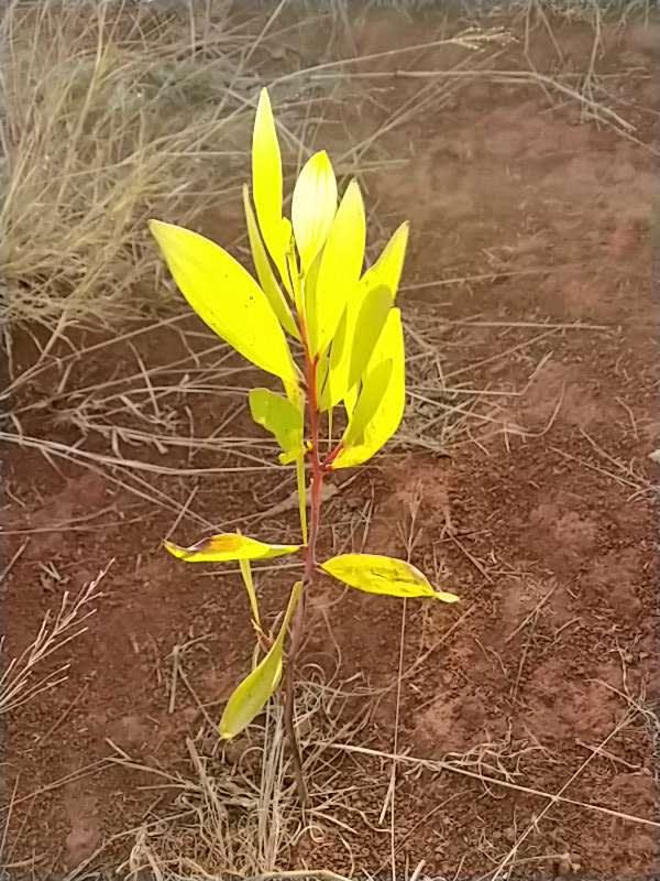 tree image