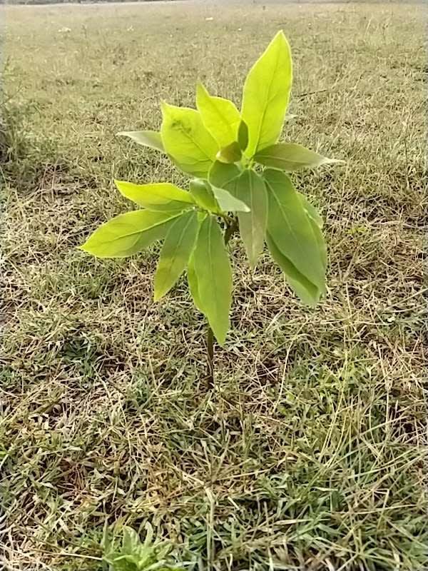 tree image