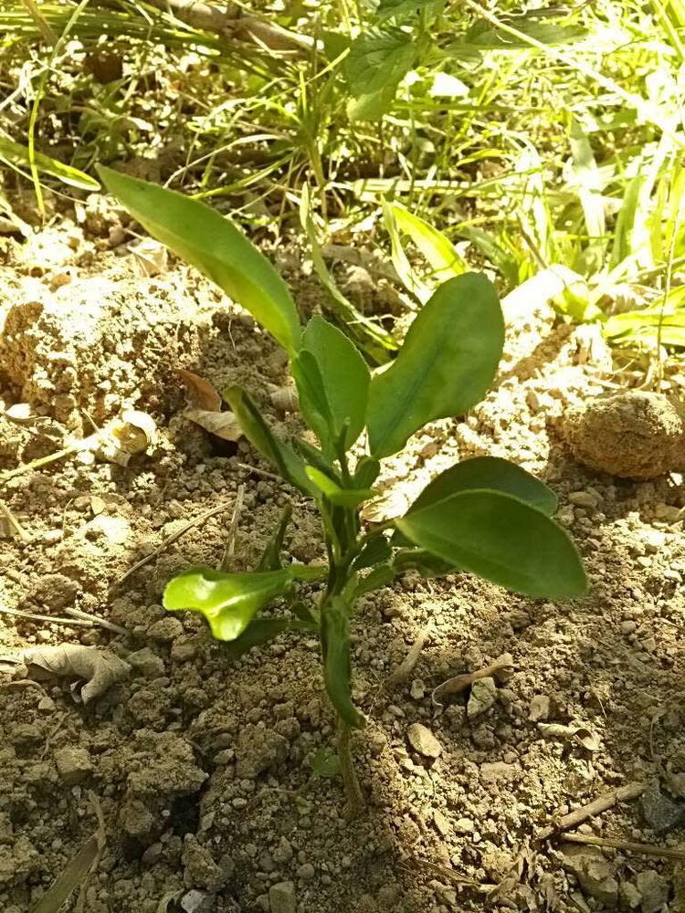 tree image