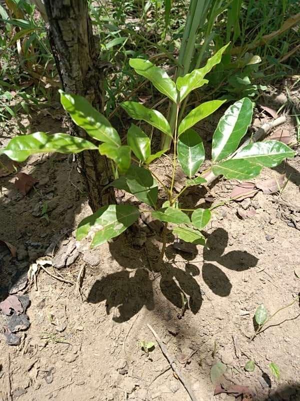 tree image