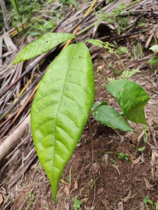 tree image