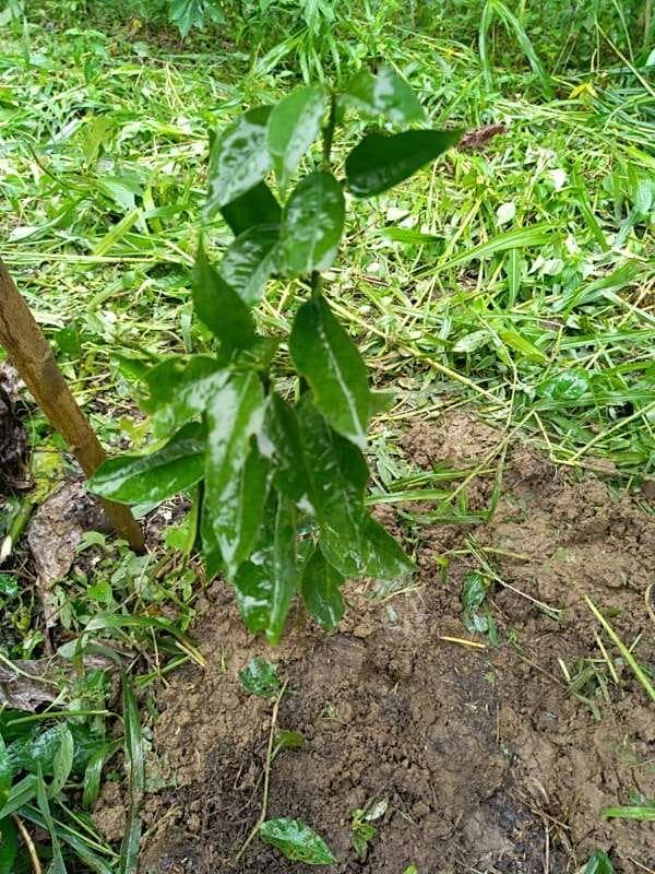 tree image