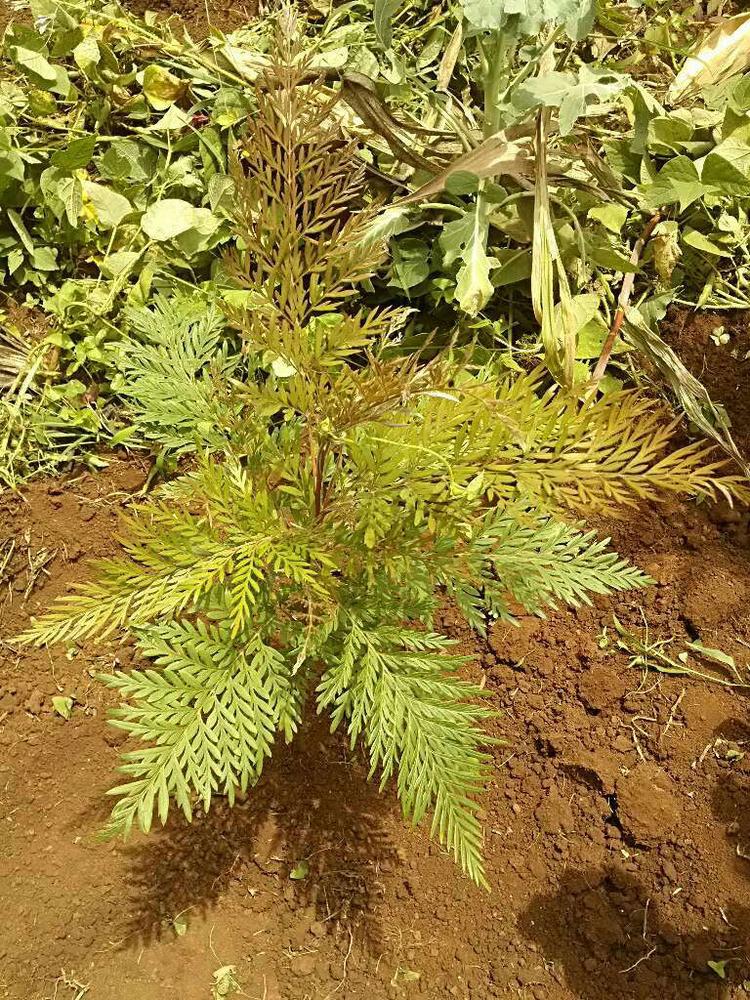 tree image