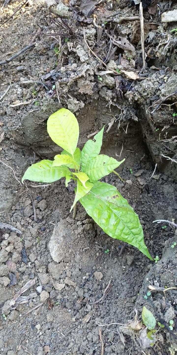 tree image