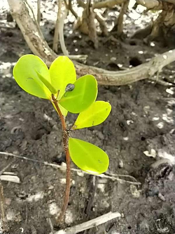 tree image