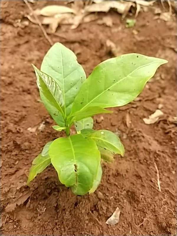 tree image