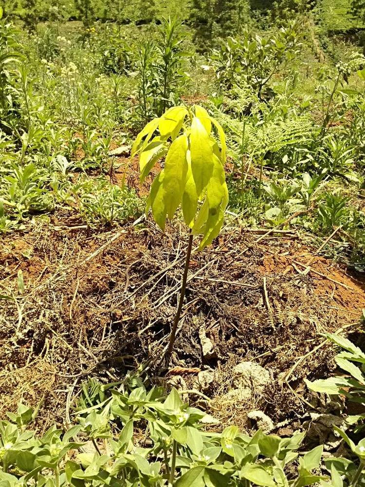tree image