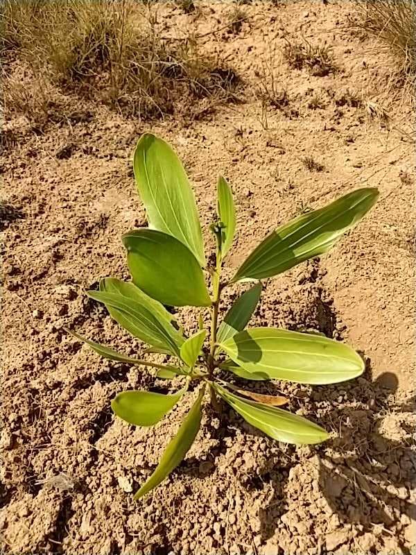 tree image