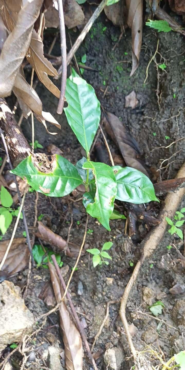 tree image