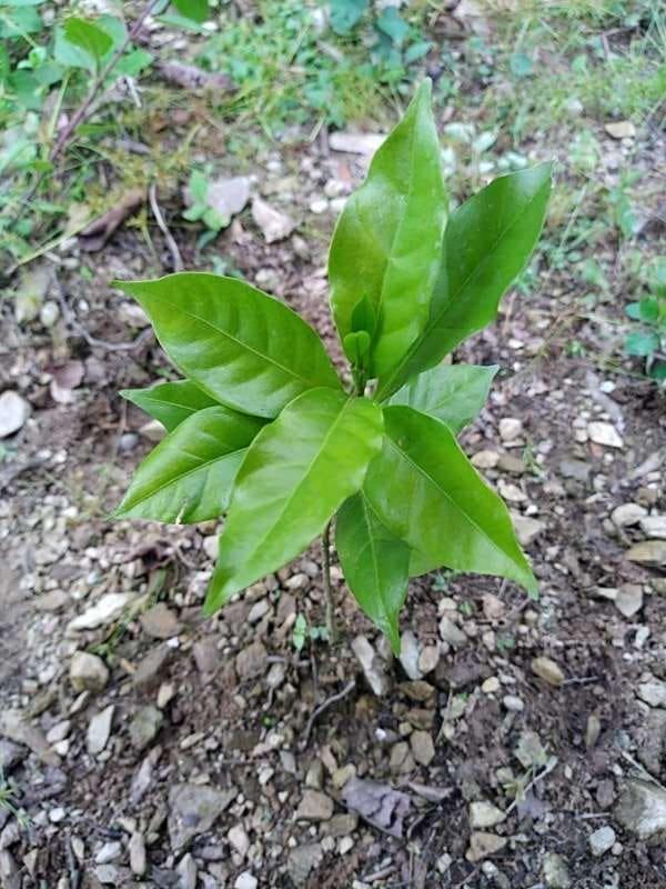 tree image