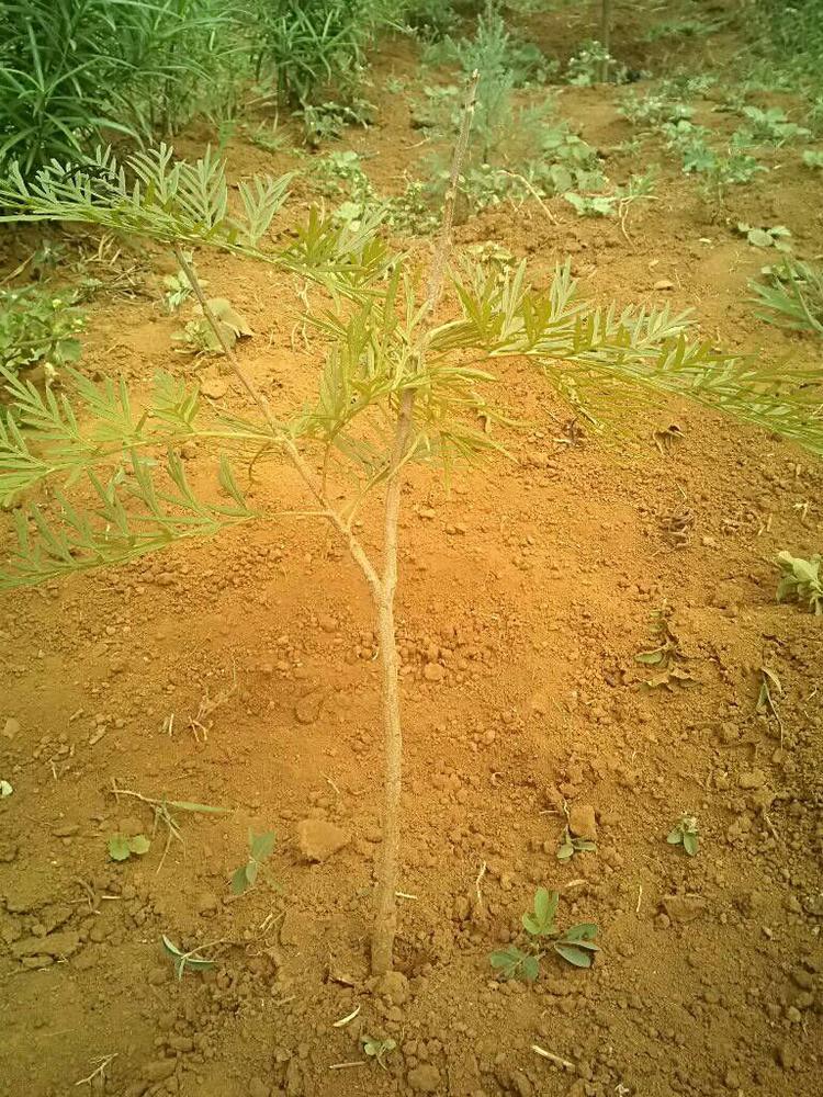 tree image