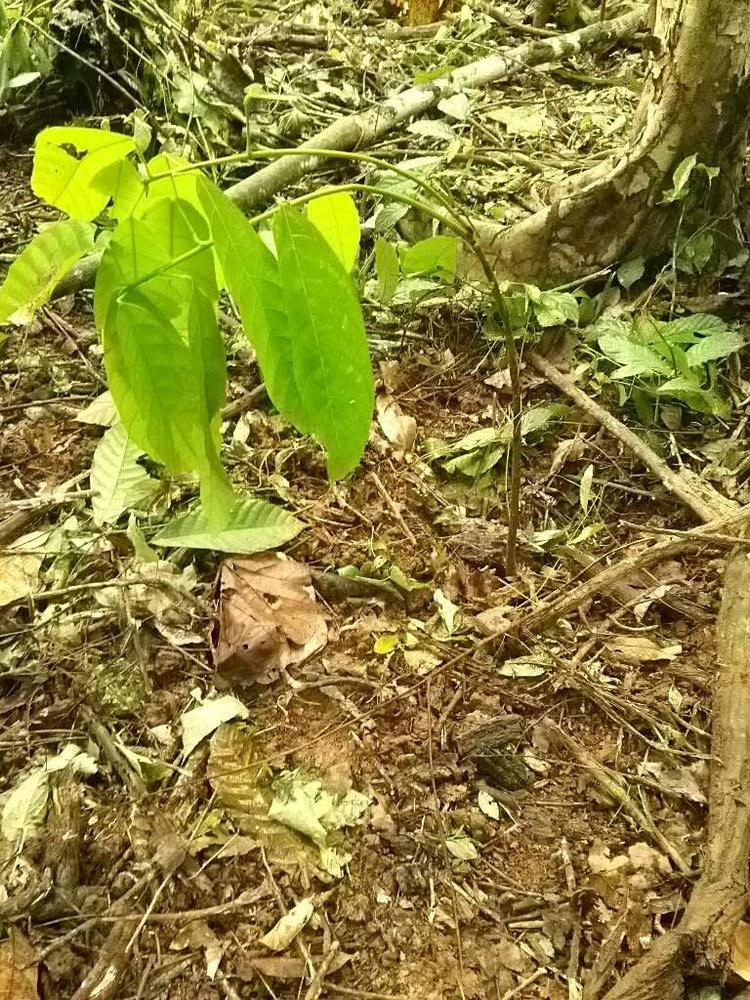 tree image