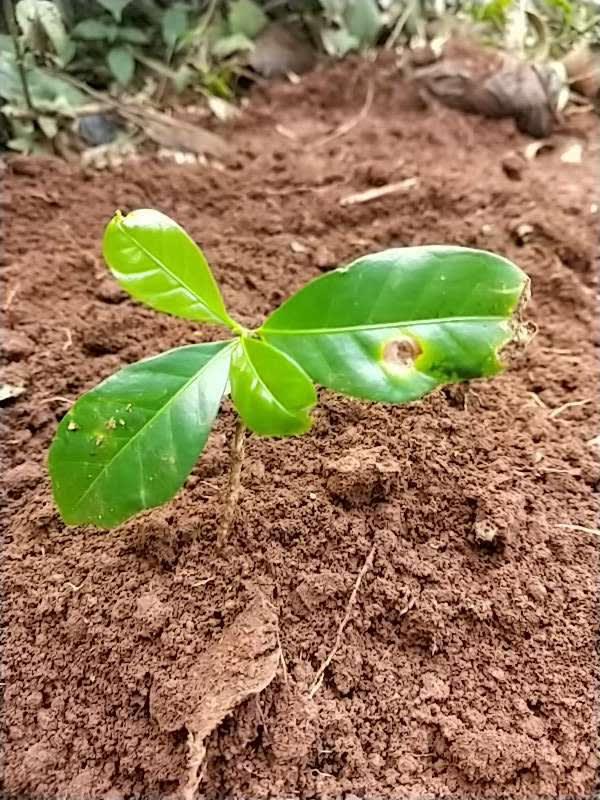 tree image