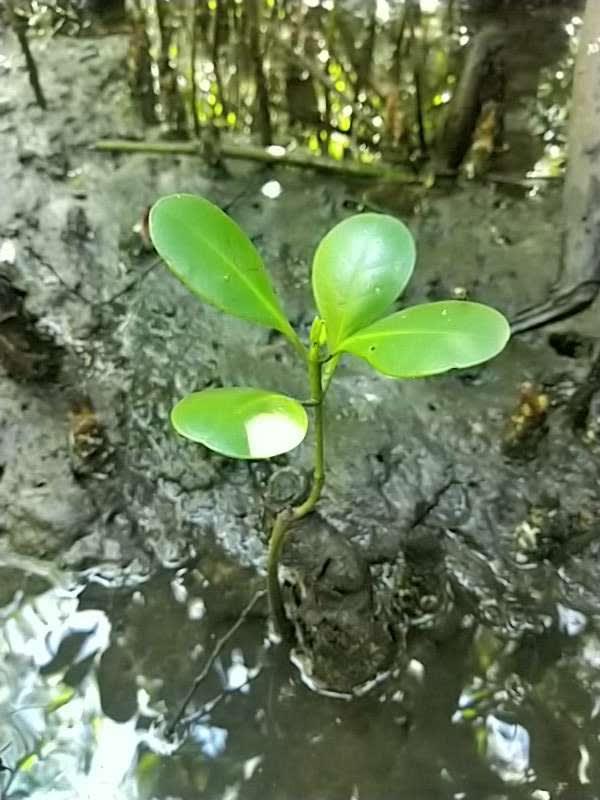 tree image