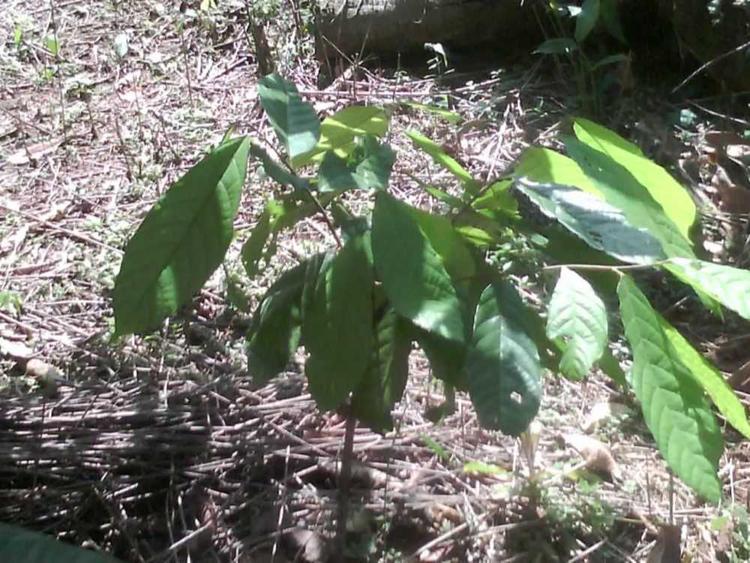 tree image