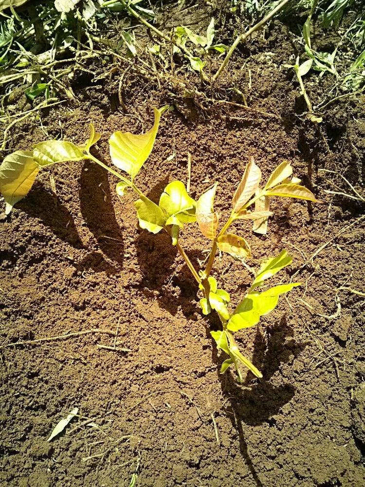 tree image