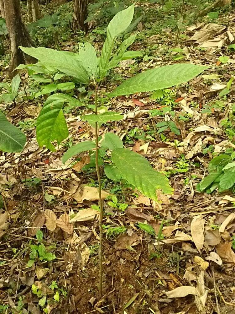 tree image