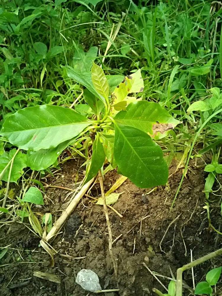 tree image